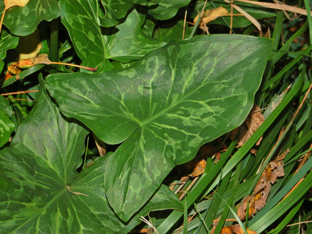 Arum italicum subsp. italicum / Gigaro,  Pan di serpe